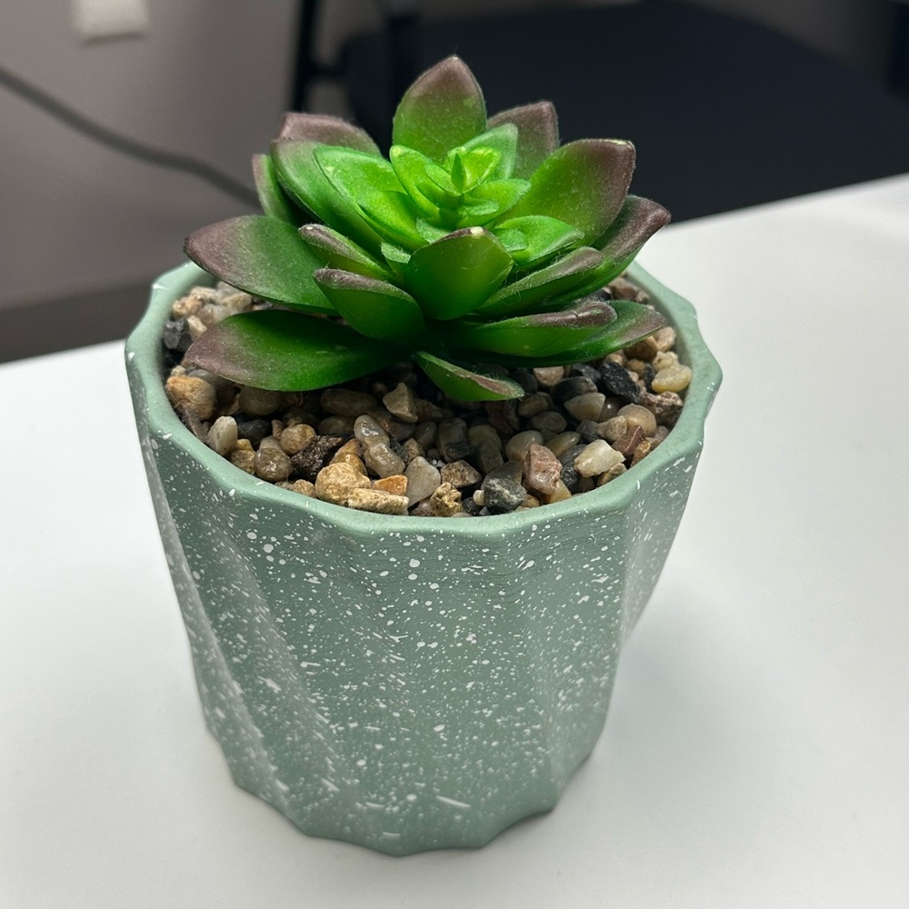 Green Succulent in Speckled Planter